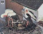 Capi_Dubne_20250416_070003.jpg