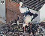 Capi_Dubne_20250416_070502.jpg