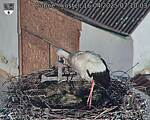 Capi_Dubne_20250416_071003.jpg