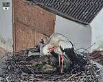 Capi_Dubne_20250416_071503.jpg
