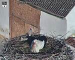 Capi_Dubne_20250416_072502.jpg