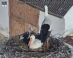 Capi_Dubne_20250416_073004.jpg
