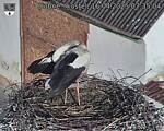 Capi_Dubne_20250416_073504.jpg