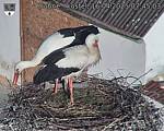 Capi_Dubne_20250416_074503.jpg