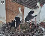 Capi_Dubne_20250416_080003.jpg