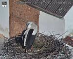 Capi_Dubne_20250416_080502.jpg