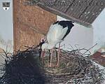 Capi_Dubne_20250416_082004.jpg