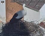 Capi_Dubne_20250416_082503.jpg