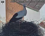 Capi_Dubne_20250416_083003.jpg