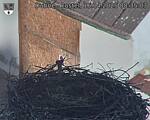 Capi_Dubne_20250416_083503.jpg