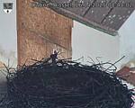 Capi_Dubne_20250416_084002.jpg