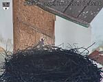 Capi_Dubne_20250416_084504.jpg