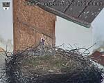 Capi_Dubne_20250416_085003.jpg
