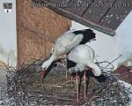 Capi_Dubne_20250416_091003.jpg
