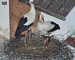 Capi_Dubne_20250416_091502.jpg