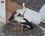 Capi_Dubne_20250416_092503.jpg