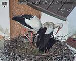 Capi_Dubne_20250416_093003.jpg