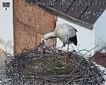 Capi_Dubne_20250416_095003.jpg