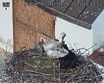 Capi_Dubne_20250416_100002.jpg