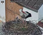 Capi_Dubne_20250416_100503.jpg
