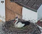Capi_Dubne_20250416_101503.jpg
