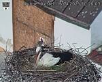 Capi_Dubne_20250416_102003.jpg