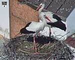 Capi_Dubne_20250416_102503.jpg
