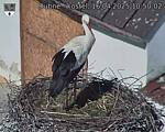 Capi_Dubne_20250416_105002.jpg
