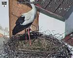 Capi_Dubne_20250416_110502.jpg