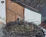 Capi_Dubne_20250416_114003.jpg