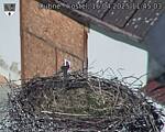 Capi_Dubne_20250416_114503.jpg