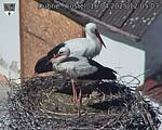 Capi_Dubne_20250416_120503.jpg