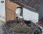 Capi_Dubne_20250416_122503.jpg