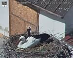Capi_Dubne_20250416_125002.jpg