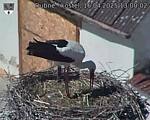 Capi_Dubne_20250416_130002.jpg