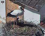 Capi_Dubne_20250416_130503.jpg
