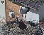 Capi_Dubne_20250416_132503.jpg
