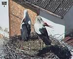 Capi_Dubne_20250416_135503.jpg