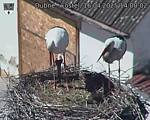 Capi_Dubne_20250416_140002.jpg