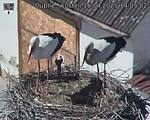 Capi_Dubne_20250416_140502.jpg