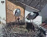 Capi_Dubne_20250416_141002.jpg