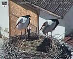 Capi_Dubne_20250416_142002.jpg