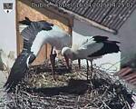 Capi_Dubne_20250416_142502.jpg
