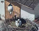 Capi_Dubne_20250416_143503.jpg