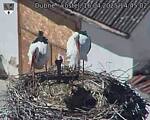Capi_Dubne_20250416_144502.jpg