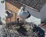 Capi_Dubne_20250416_150003.jpg