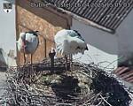 Capi_Dubne_20250416_150503.jpg