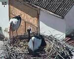 Capi_Dubne_20250416_152003.jpg