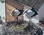 Capi_Dubne_20250416_152502.jpg