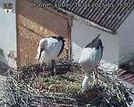 Capi_Dubne_20250416_153502.jpg